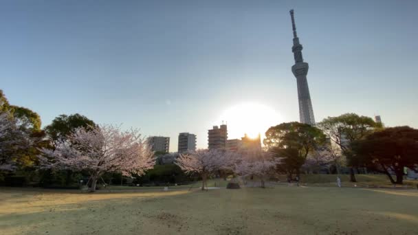 Japonya Kiraz Çiçekleri Tokyo — Stok video