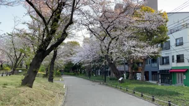 Fiori Ciliegio Giappone Tokyo — Video Stock