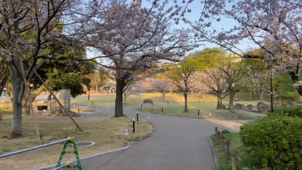 Flores Cereja Japão Tóquio — Vídeo de Stock