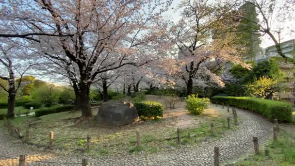 Flores Cerezo Japón Tokio — Vídeos de Stock