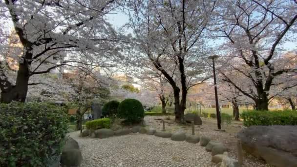 Fiori Ciliegio Giappone Tokyo — Video Stock