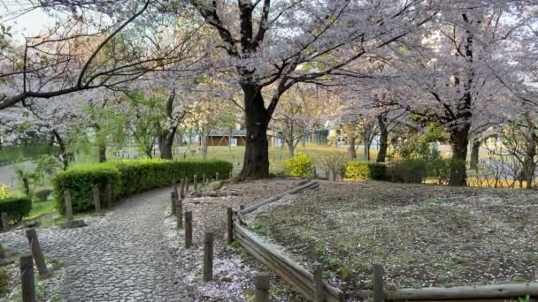 Flores Cereja Japão Tóquio — Vídeo de Stock