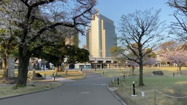 Flores Cereja Japão Tóquio — Vídeo de Stock