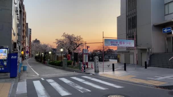 Kirschblüten Japan Tokio — Stockvideo