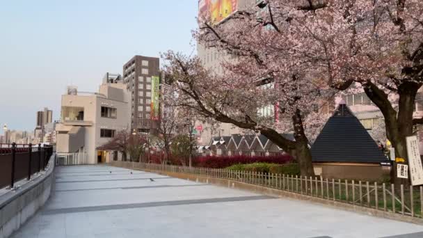 Körsbärsblommor Japan Tokyo — Stockvideo