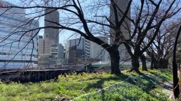 Körsbärsblommor Japan Tokyo — Stockvideo