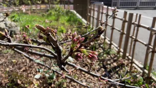 Flores Cereja Japão Tóquio — Vídeo de Stock