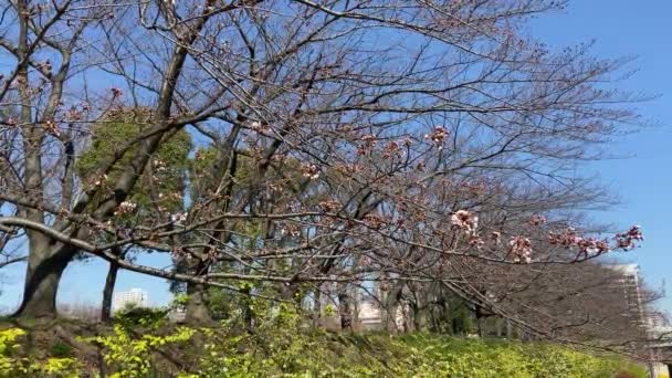 Цвіт Вишні Японії Токіо — стокове відео
