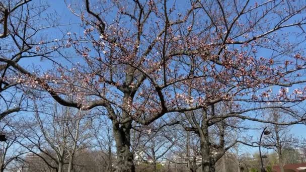 Körsbärsblommor Japan Tokyo — Stockvideo