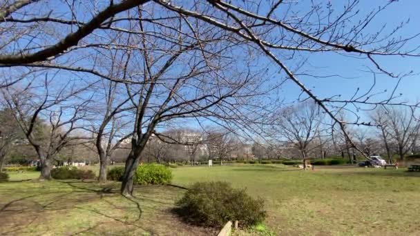 Cherry Blossoms Japan Tokyo — Stock Video