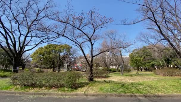 東京の桜 — ストック動画