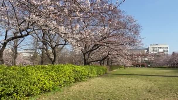 Flores Cerezo Japón Tokio — Vídeos de Stock