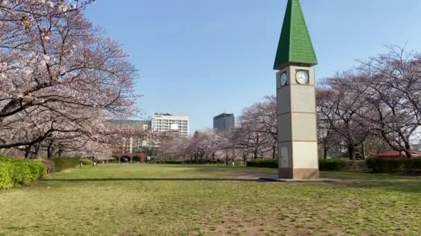 Fleurs Cerisier Tokyo Tokyo — Video