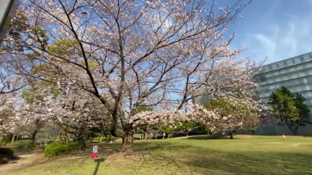 Fleurs Cerisier Tokyo Tokyo — Video