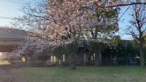 Cherry Mekar Jepang Tokyo — Stok Video