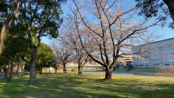 Körsbärsblommor Japan Tokyo — Stockvideo