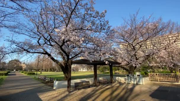 東京の桜 — ストック動画
