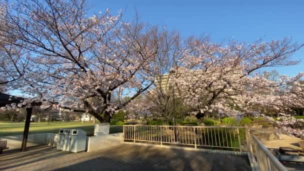 Kwiat Wiśni Japonii Tokio — Wideo stockowe