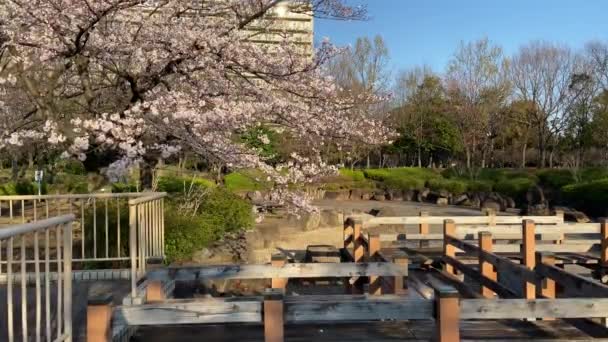 Flores Cerezo Japón Tokio — Vídeos de Stock