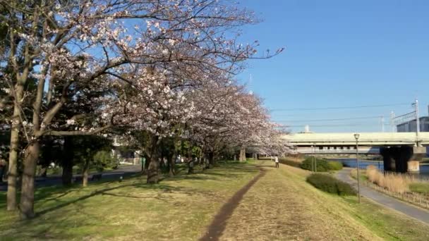 Цветение Сакуры Японии Токио — стоковое видео