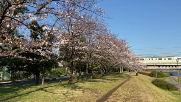 Flores Cereja Japão Tóquio — Vídeo de Stock