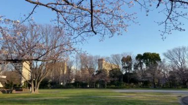 Japonya 'da kiraz çiçekleri, Tokyo
