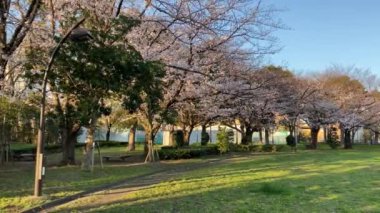 Japonya 'da kiraz çiçekleri, Tokyo
