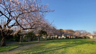 Japonya 'da kiraz çiçekleri, Tokyo