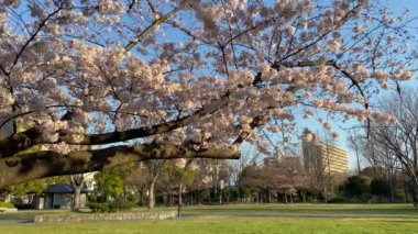 Japonya 'da kiraz çiçekleri, Tokyo