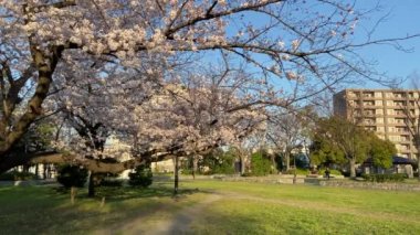 Japonya 'da kiraz çiçekleri, Tokyo