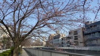 Japonya 'da kiraz çiçekleri, Tokyo