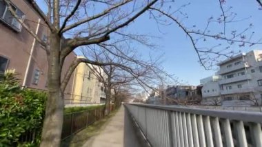 Japonya 'da kiraz çiçekleri, Tokyo