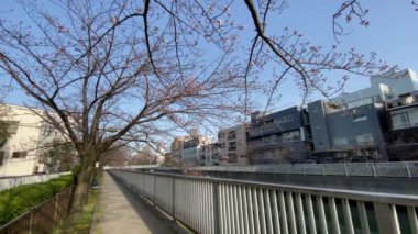 Japonya 'da kiraz çiçekleri, Tokyo