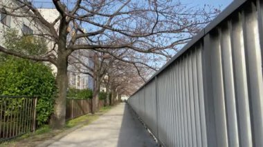 Japonya 'da kiraz çiçekleri, Tokyo