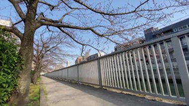 Japonya 'da kiraz çiçekleri, Tokyo