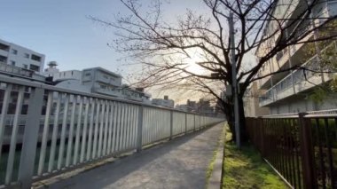 Japonya 'da kiraz çiçekleri, Tokyo