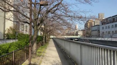 Japonya 'da kiraz çiçekleri, Tokyo