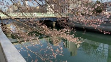 Japonya 'da kiraz çiçekleri, Tokyo