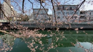 Japonya 'da kiraz çiçekleri, Tokyo