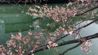 Japonya 'da kiraz çiçekleri, Tokyo