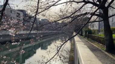 Japonya 'da kiraz çiçekleri, Tokyo