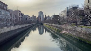 Japonya 'da kiraz çiçekleri, Tokyo