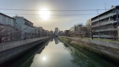 Japonya 'da kiraz çiçekleri, Tokyo
