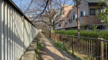 Japonya 'da kiraz çiçekleri, Tokyo