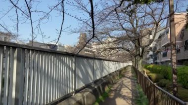 Japonya 'da kiraz çiçekleri, Tokyo