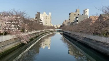 Japonya 'da kiraz çiçekleri, Tokyo