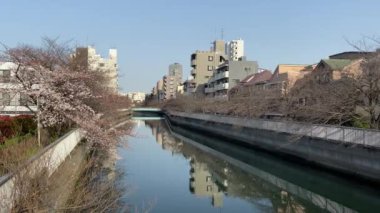 Japonya 'da kiraz çiçekleri, Tokyo