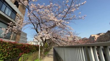 Japonya 'da kiraz çiçekleri, Tokyo
