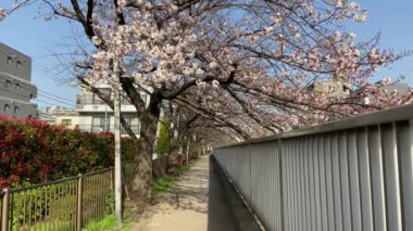 Japonya 'da kiraz çiçekleri, Tokyo
