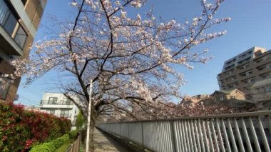 Japonya 'da kiraz çiçekleri, Tokyo
